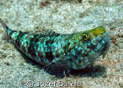 Lizard fish,Mala Pier,Maui by Jozef Butala 